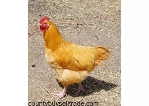 free-range /organically-fed roosters  $10 each